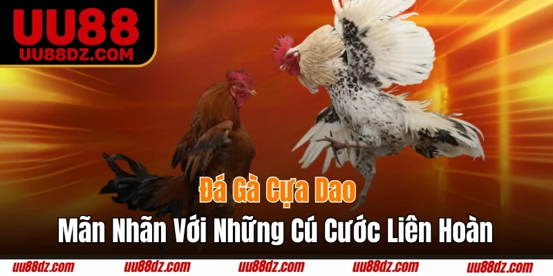 Đá gà cựa dao