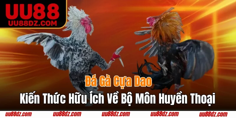 Đá gà cựa dao