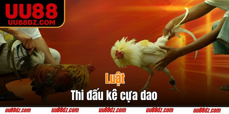 Luật thi đấu kê cựa dao