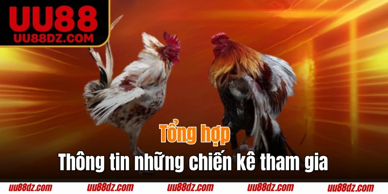 Tổng hợp thông tin những chiến kê tham gia