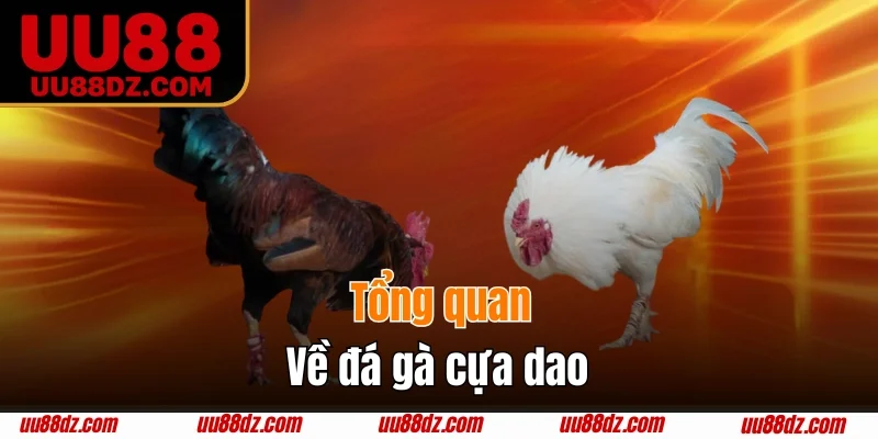 Sơ bộ về loại hình đá gà cựa dao