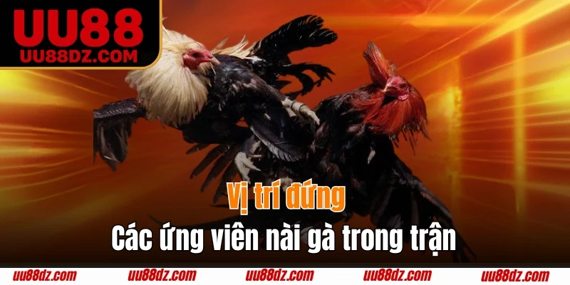 Vị trí đứng của các ứng viên nài gà trong trận