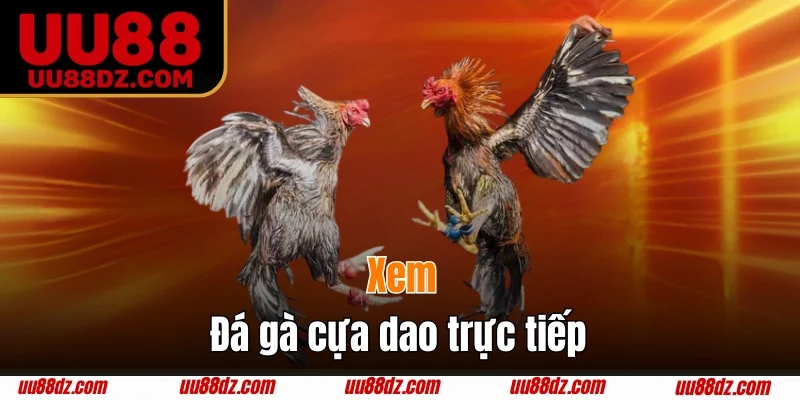 Hướng dẫn cách theo dõi trực tiếp đá gà cựa dao