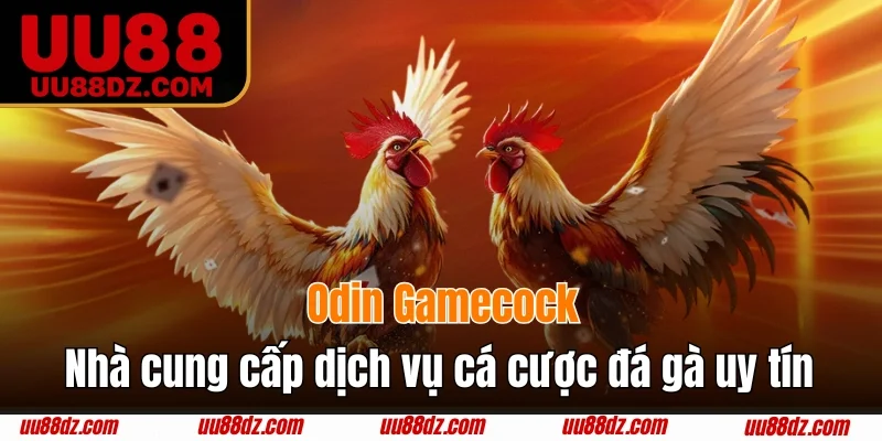 Odin Gamecock - Nhà cung cấp dịch vụ cá cược đá gà uy tín