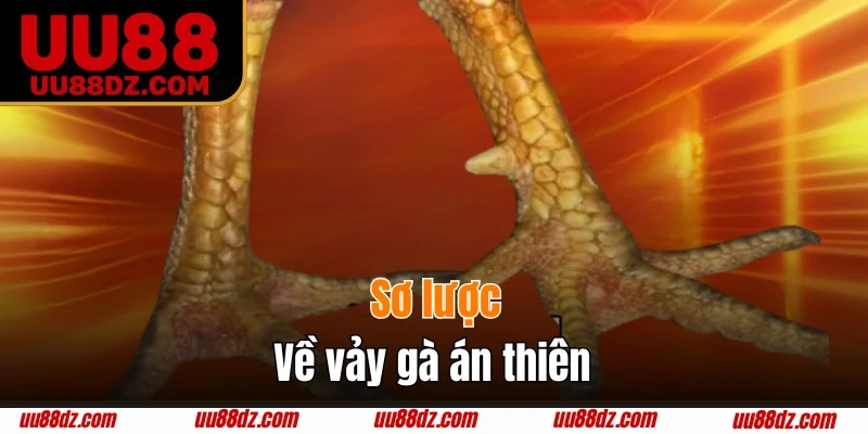 Thông tin chuẩn về vảy gà án thiên